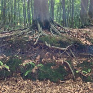 美人な林「美人林」にて⑤