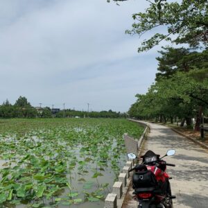 高田城址を囲む蓮の池にてwith CBR650R