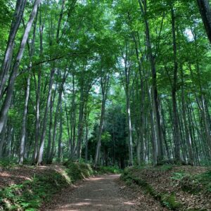 美人な林「美人林」にて④