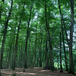 美人な林「美人林」にて③