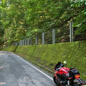 R405の苔ロード風景にて