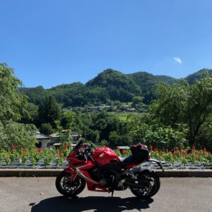 R292沿いのお花畑にてwith CBR650R