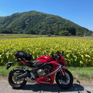 猪苗代湖東エリアの黄色のたばこの葉畑with CBR650R
