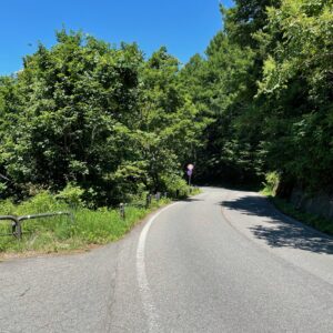 桧原湖の東側を走るr2の林間風景