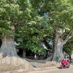 海野宿の風景①「白鳥神社の大木」with CBR650R