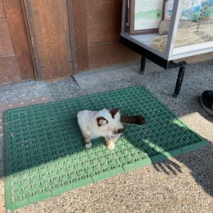 上田市・稲倉の棚田の駐車場で出会った猫