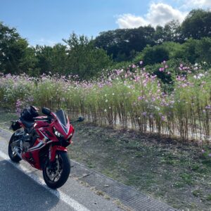 小諸のr40で出会ったコスモスの花たちwith CBR650R