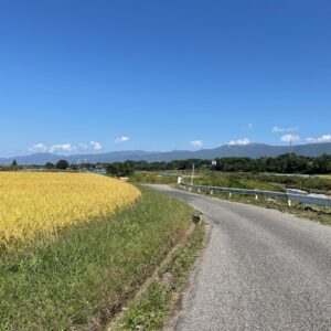 塩尻市の黄金色の田園風景を走る