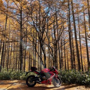 鬱蒼としたカラマツロードの山王林道風景with CBR650R