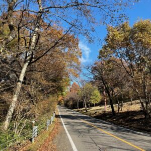 秋の霧降高原道路の林間コースにて