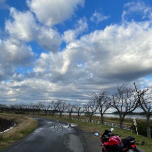 印旛沼沿いの冬の季節外れの河津桜