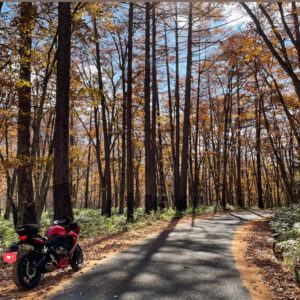 鬱蒼としたカラマツロードの山王林道風景with CBR650R②