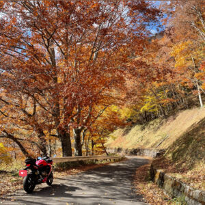 隠れ紅葉ロード「山王林道」で出会った紅風景with CBR650R