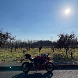 冬の茨城の田園風景②果実園