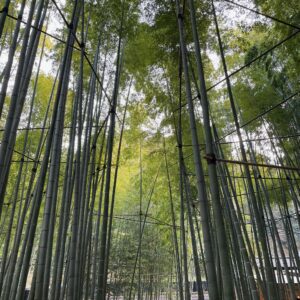 鎌倉・報国寺の竹林にて