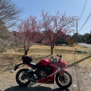 素掘り二層式トンネルをくぐった所に咲いていた紅梅とCBR650R
