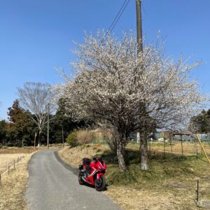 柿木台第一トンネルをくぐった後に出会った白紅とCBR650R