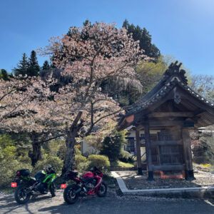 福島・桜の名所さくら湖エリアの福聚寺の桜with CBR650R&ninja650