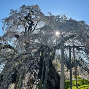 日本三大桜「三春滝桜」にて⑥午後の日差しを受ける三春滝桜