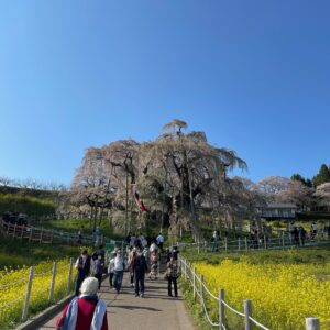 日本三大桜「三春滝桜」にて④菜の花ロードの奥の三春滝桜