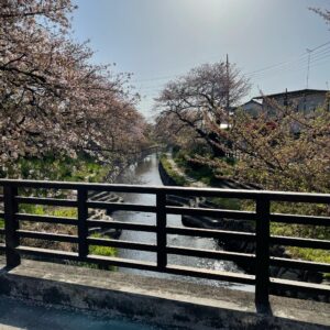 ピーク終了の「元荒川の桜並木」の風景