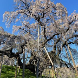 日本三大桜「三春滝桜」にて⑦午後の日差しを受ける三春滝桜