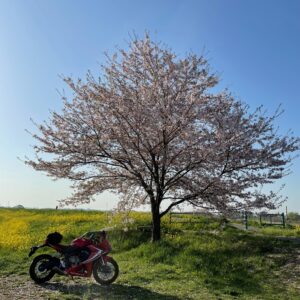 吹上コスモス畑の桜と菜の花と CBR650R