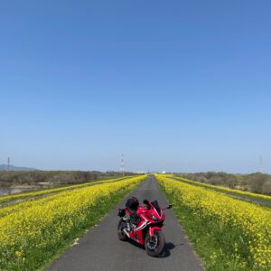 渡良瀬遊水地の菜の花ロードにて with CBR650R