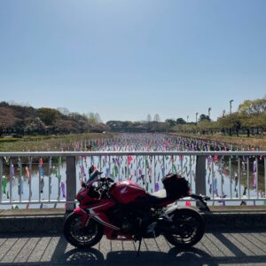 鶴生田川の4000匹の鯉とCBR650R