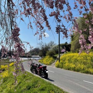 福島の桜の名所さくら湖手前の菜の花ロードにてwith CBR650R&ninja650②