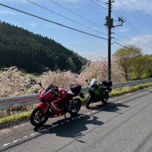 茨城の県道で出会った小ぶりな桜with CBR650R&ninja650