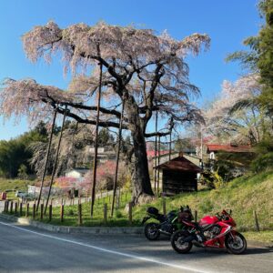 延命地蔵尊・紅枝垂地蔵桜にてwith CBR650R&ninja650