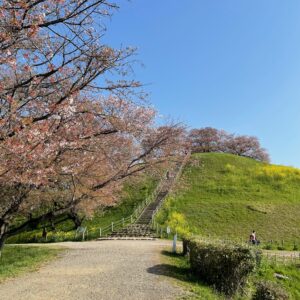 丸墓山古墳手前の桜並木にて②