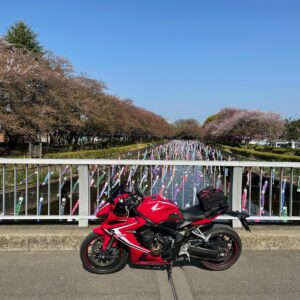 鶴生田川の4000匹の鯉とCBR650R