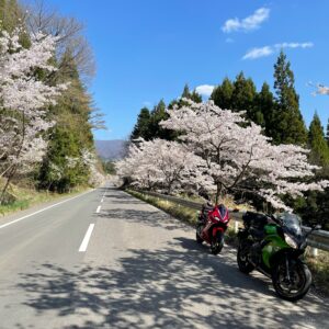 福島・田村広域農道の桜並木にてwith CBR650R&ninja650