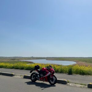 渡良瀬遊水地の部屋南部桜づつみ公園の菜の花ロードにて with CBR650R
