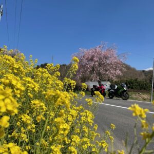 福島の桜の名所さくら湖手前の菜の花ロードにてwith CBR650R&ninja650