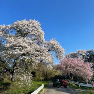 福島・さくら湖エリアで出会った綺麗な白と紅にてwith CBR650R&ninja650