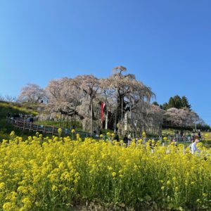 日本三大桜「三春滝桜」にて③菜の花越しの三春滝桜