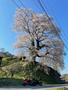 福島・さくら湖エリア「過足の桜」にてwith CBR650R&ninja650