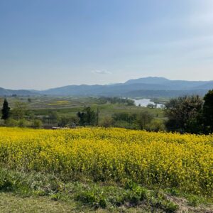 飯山市・菜の花公園の菜の花風景にて②