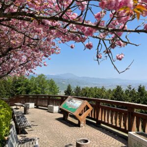 千曲川展望公園の遅咲きの桜