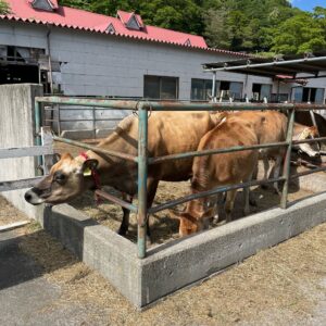 r44沿いの神津牧場にて