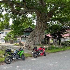 南会津の八幡のケヤキにてwith CBR650R&ninja650