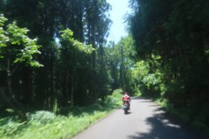 黒菱スカイラインの鬱蒼とした林間エリアを走る