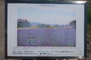 安曇野ちひろ美術館に隣接したラベンダー畑にて