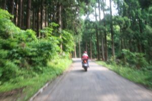 鬱蒼とした林道白池線を走る