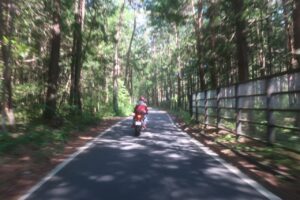 国営アルプスあずみの公園沿いを走る