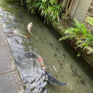 郡上八幡のいがわ小径にて