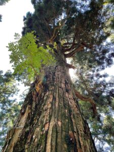 大山白山神社にある大山の大杉②